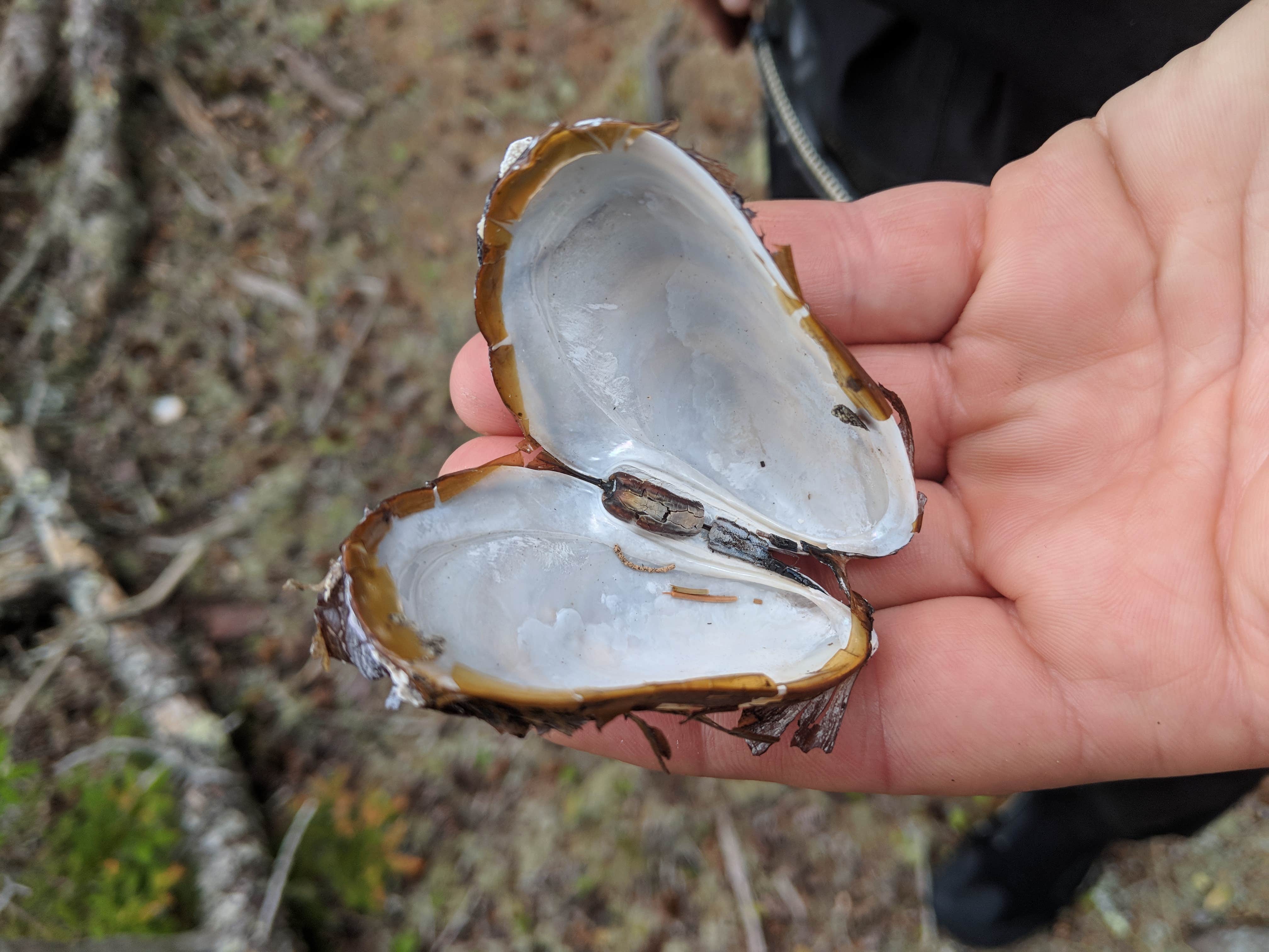 Camper-submitted photo at Saddleback Island near Swans Island, ME