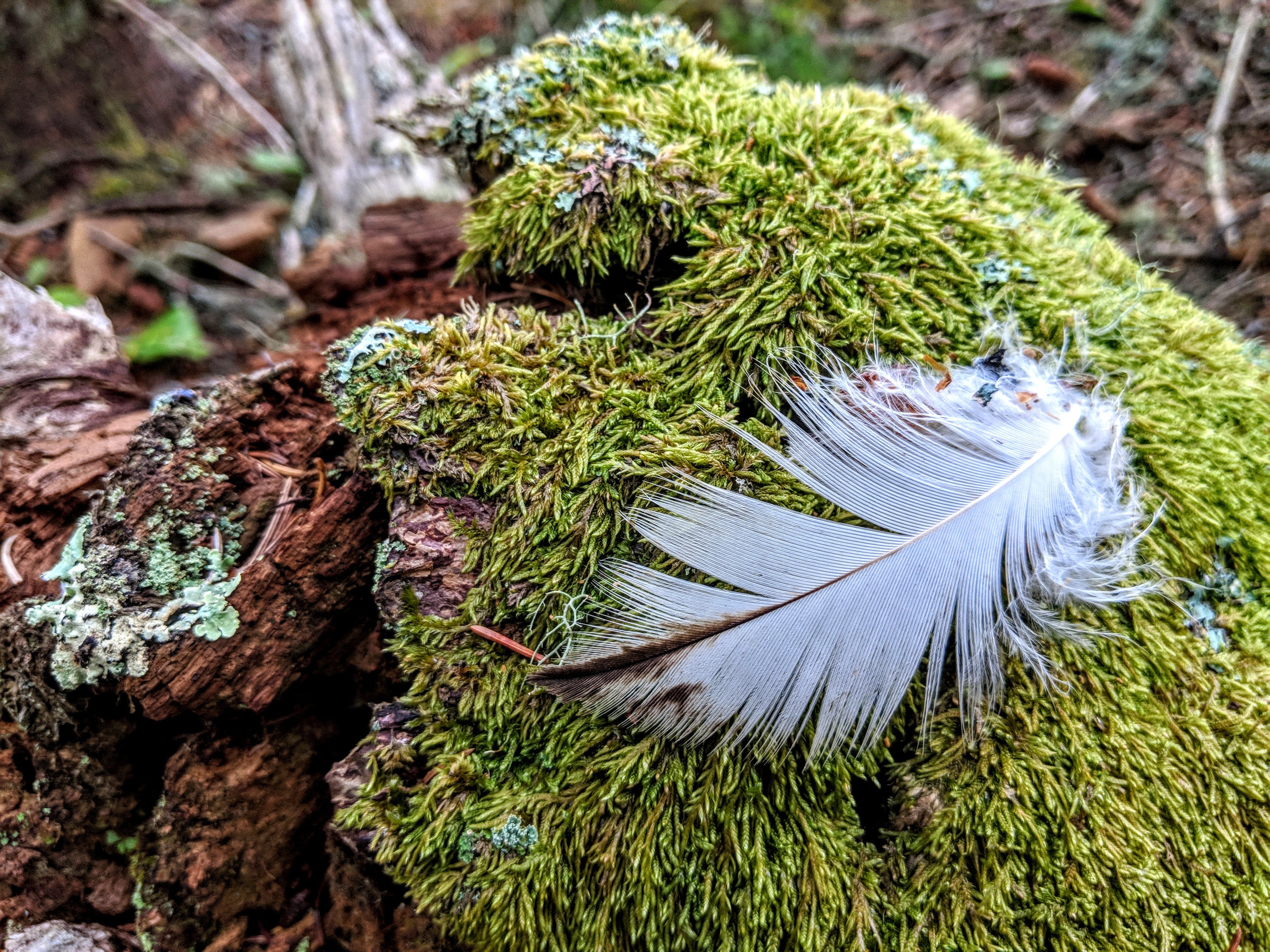 Covered in moss and lichen...and feathers!