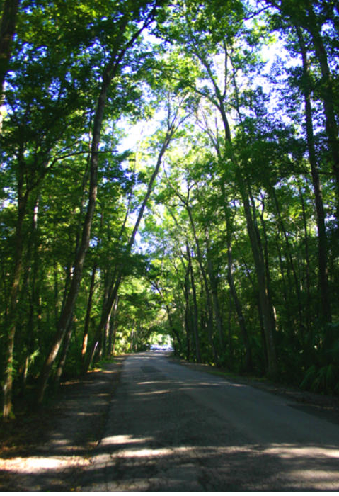 Camper submitted image from Chassahowitzka River Campground - 1