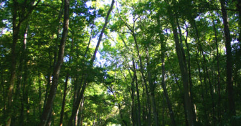 Chassahowitzka River Campground