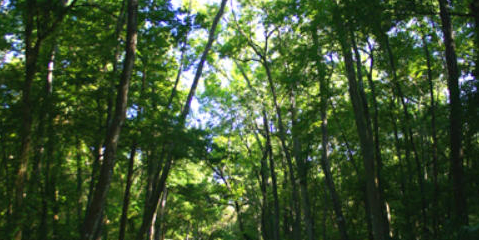 Camper submitted image from Chassahowitzka River Campground