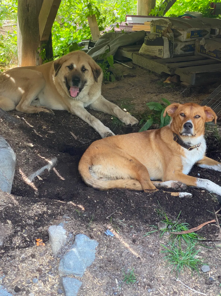 Ashley F.'s photo of camping with pets at Misfit Farm near Stonington, ME