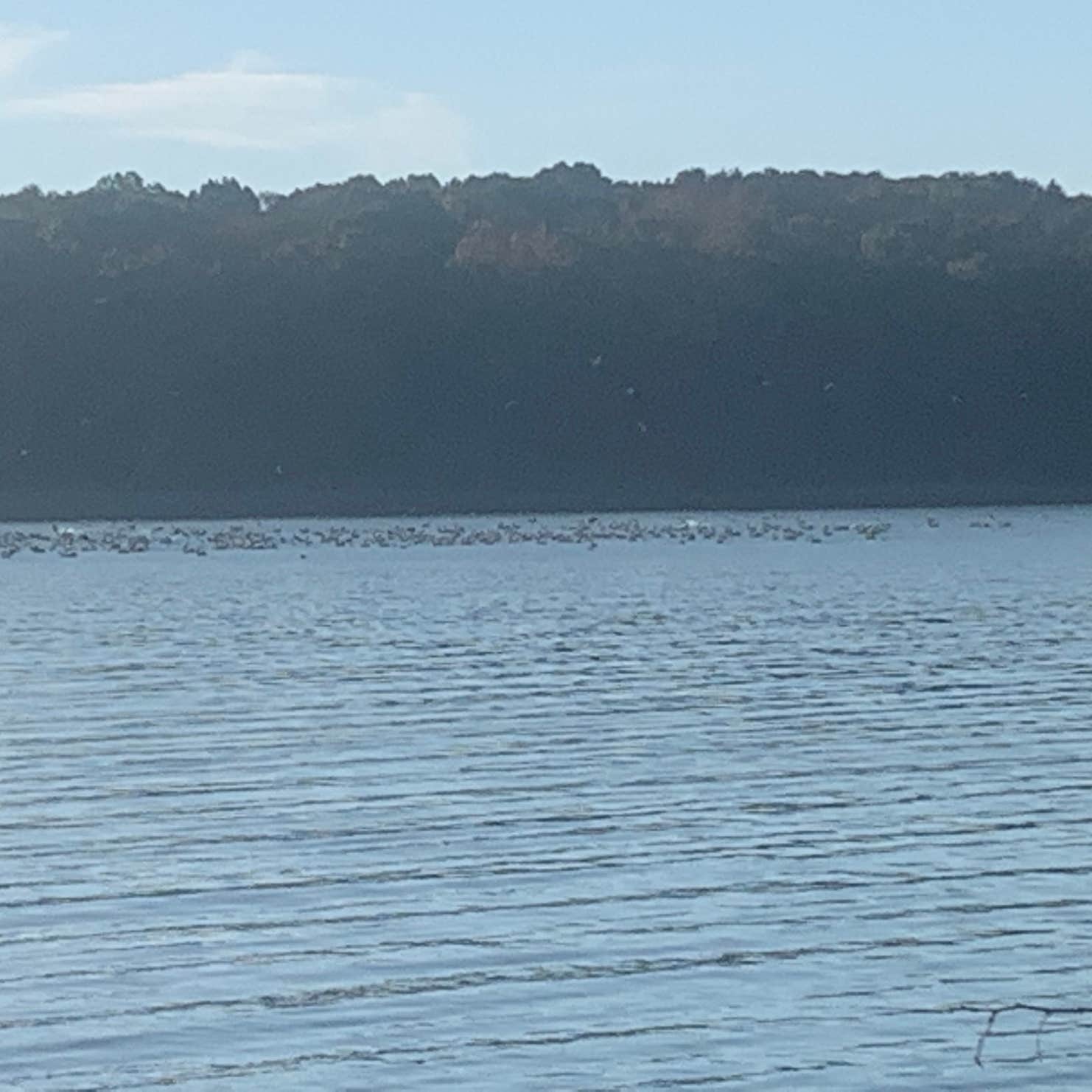 Cravens Bay Campground Eddyville, KY