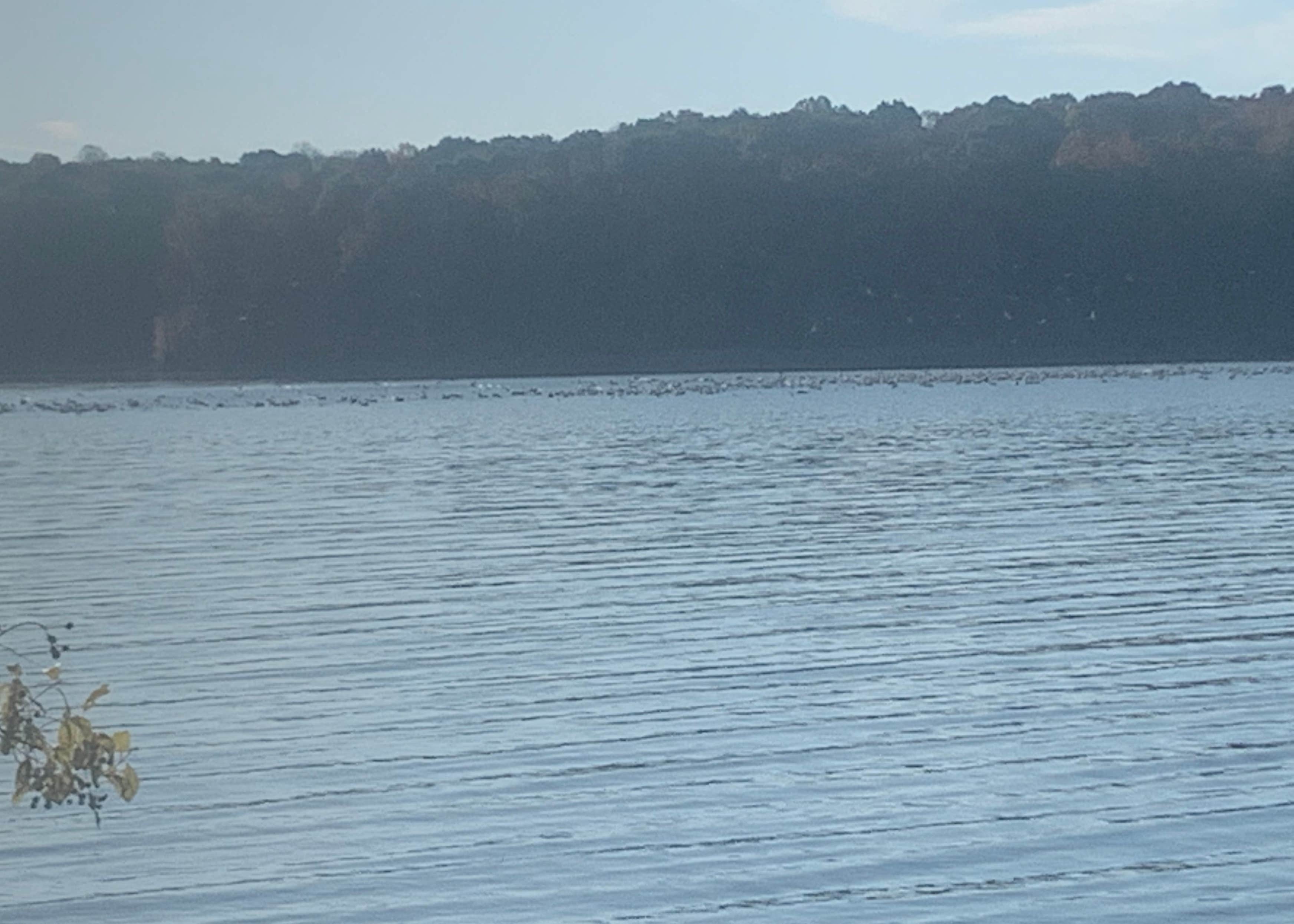 Cravens Bay Campground Camping The Dyrt