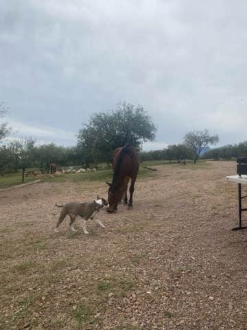 Geraldine B.'s photo of camping with pets at Rancho del Nido near Sonoita, AZ