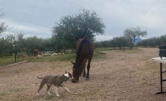 Geraldine B.'s photo of camping with pets at Rancho del Nido near Patagonia, AZ