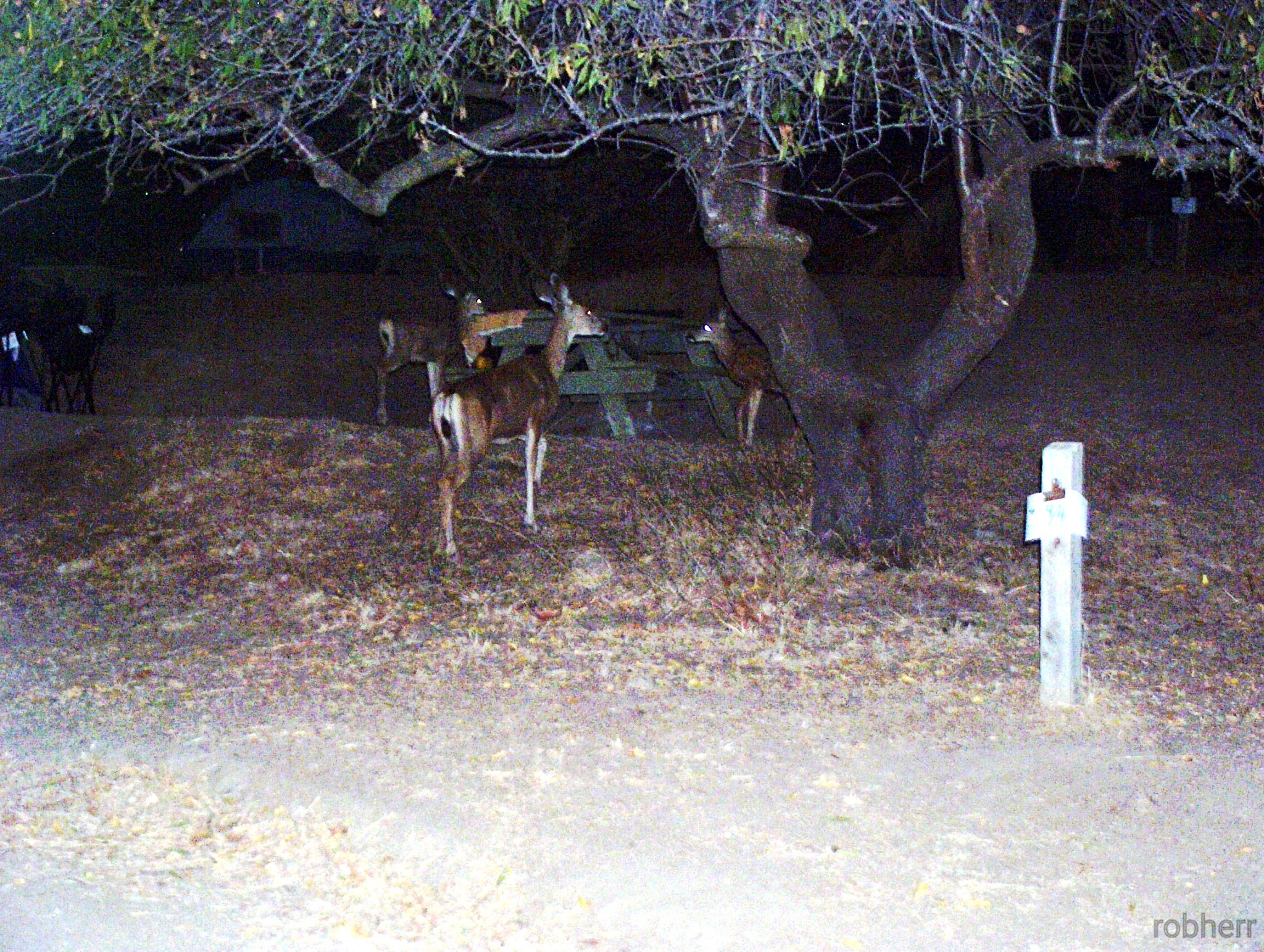 Deer come through the campsites