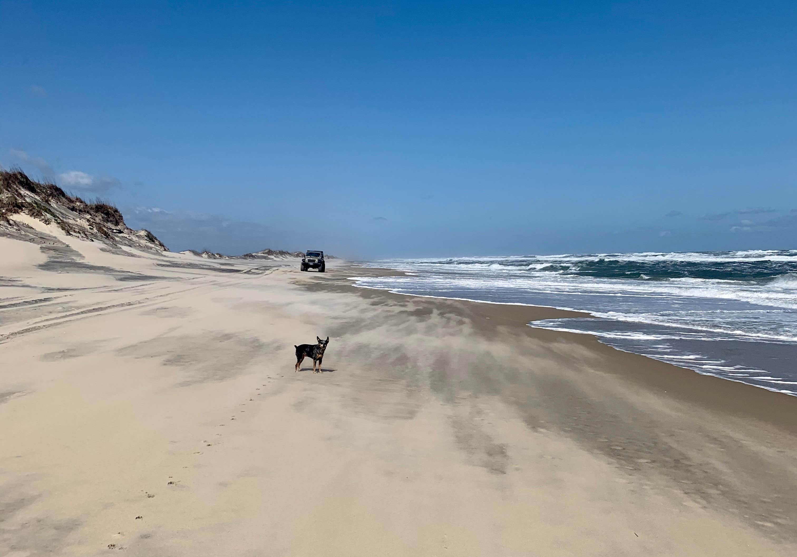 Katy Z.'s photo of camping with pets at Cape Point — Cape Lookout National Seashore near Rodanthe, NC