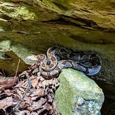 Review photo of Devil's Den State Park Campground by Cultivating Fire L., October 28, 2022