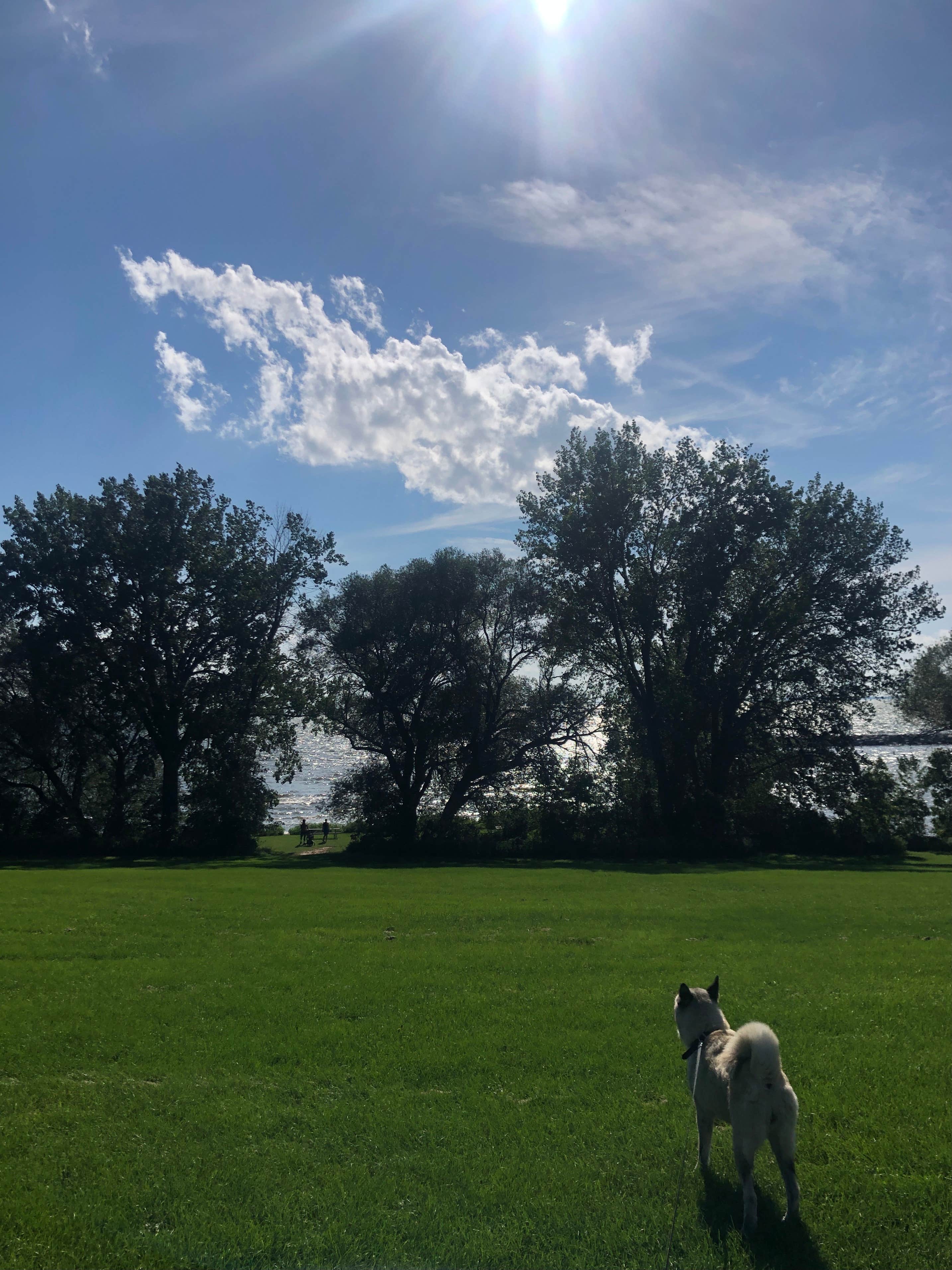 Lesley R.'s photo of camping with pets at High Cliff State Park Campground near Elkhart Lake, WI