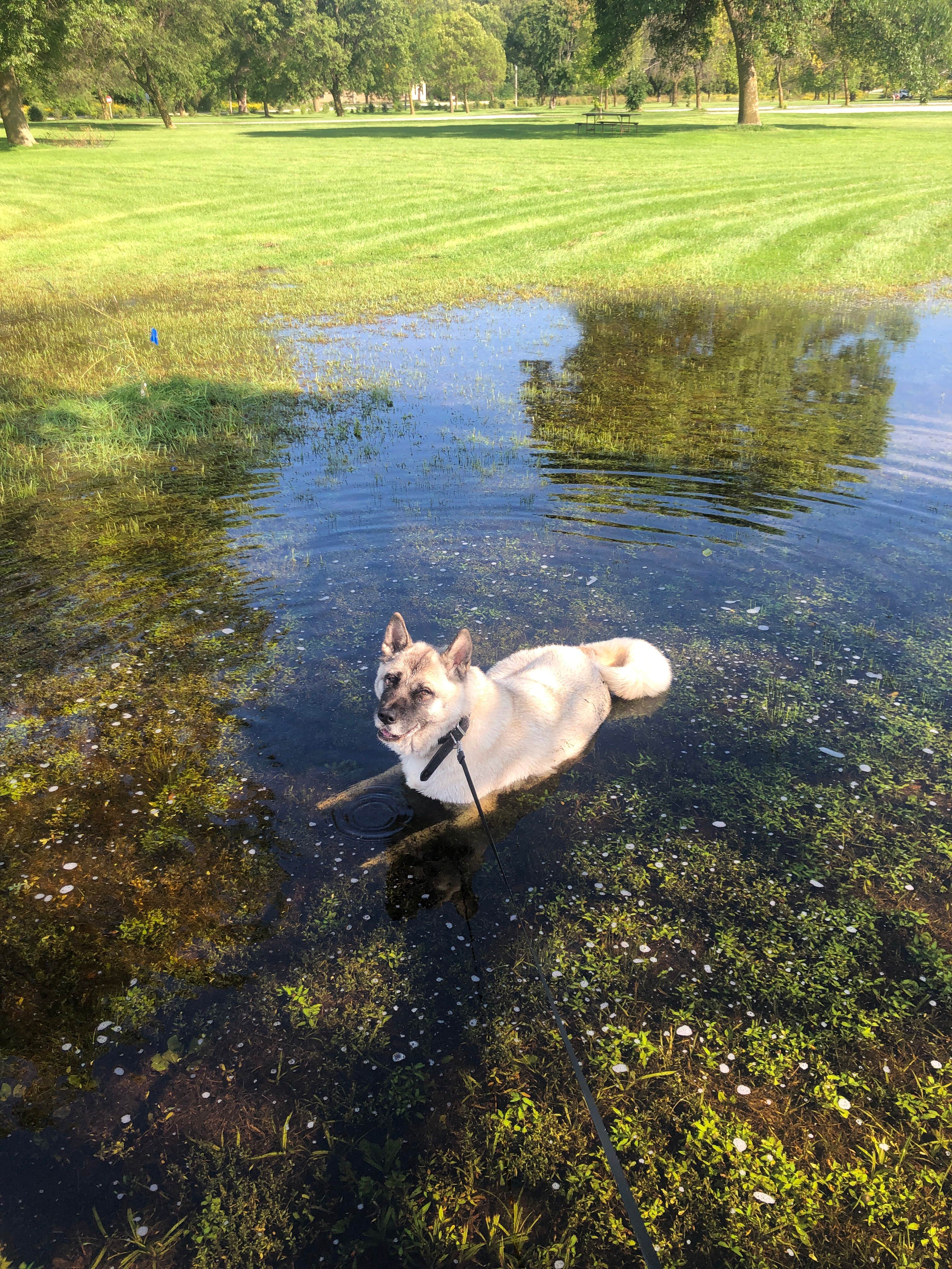 Lesley R.'s photo of camping with pets at High Cliff State Park Campground near Fond du Lac, WI