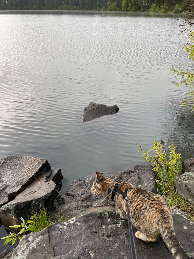 Kathy B.'s photo of camping with pets at Morgan Lake - TEMPORARILY CLOSED near Meacham, OR