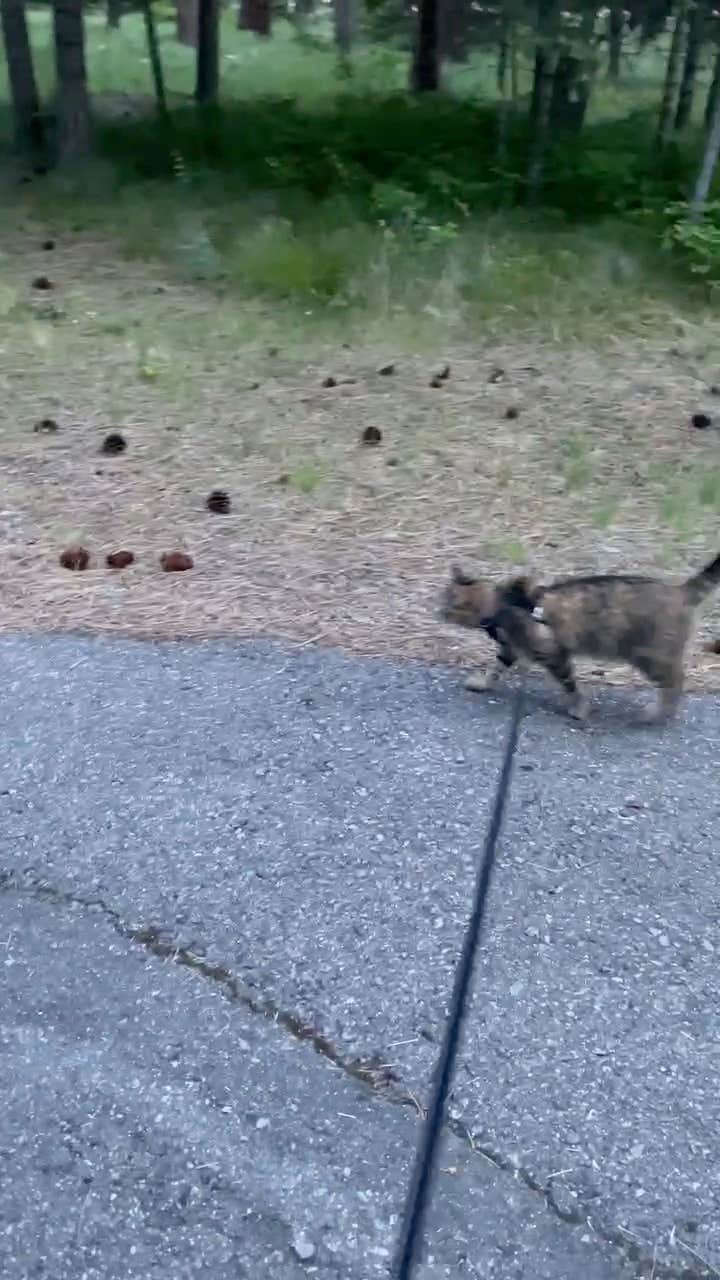 Kathy B.'s photo of camping with pets at Quartz Flat Campground near Nez Perce-Clearwater National Forests