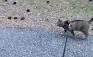 Kathy B.'s photo of camping with pets at Quartz Flat Campground near Nez Perce-Clearwater National Forests