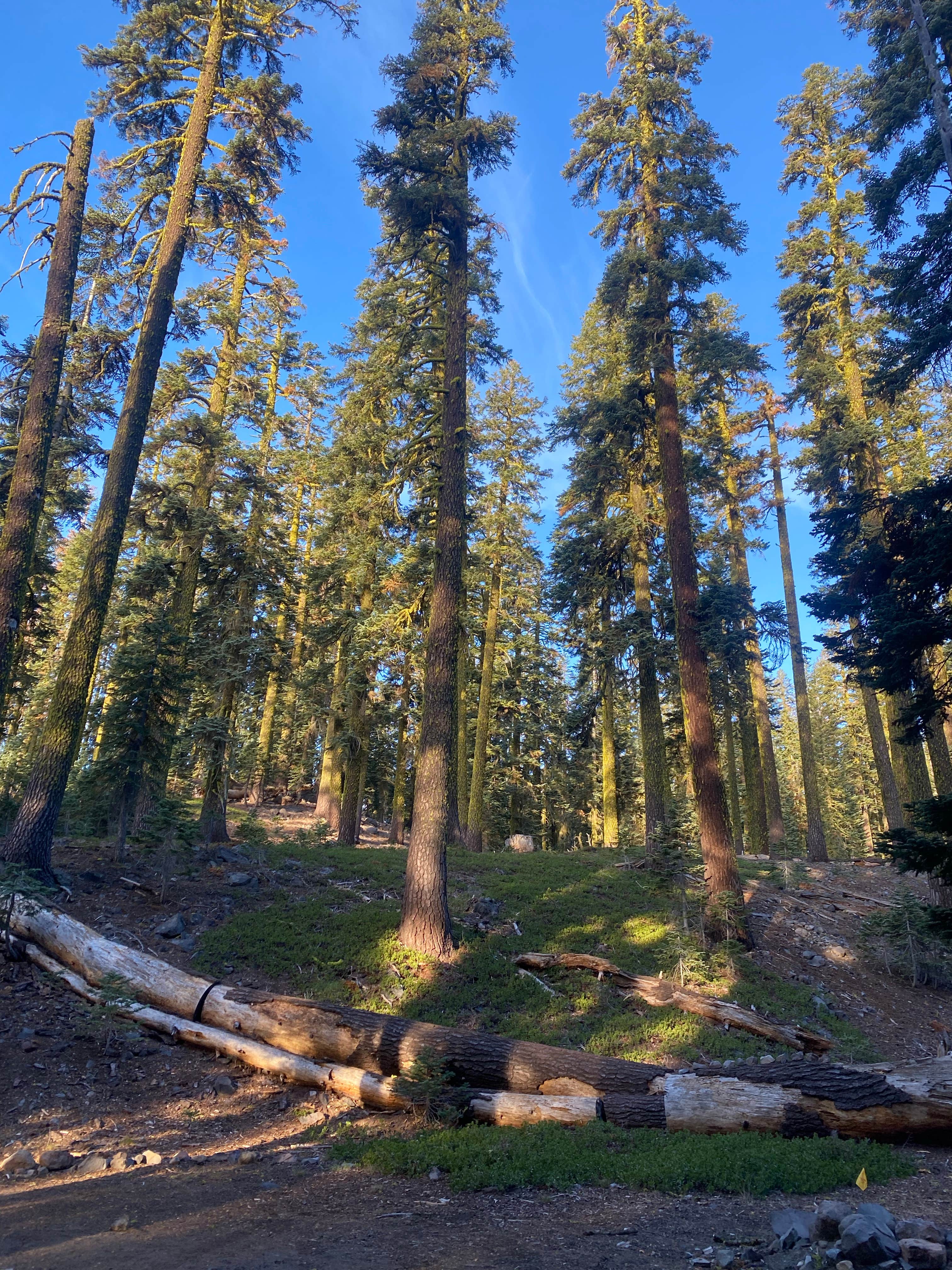 Camper-submitted photo at Red Fir Flat Group Campground near Weed, CA
