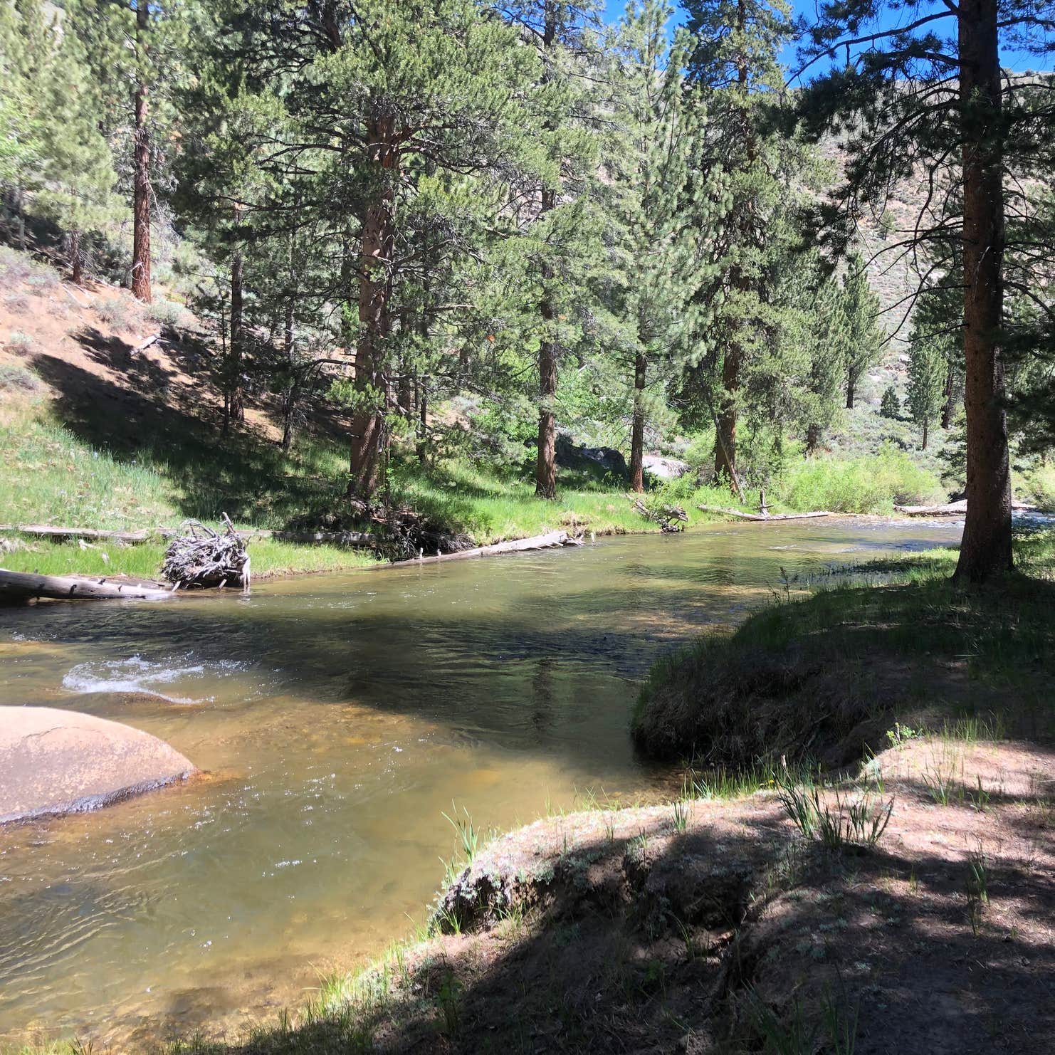 Buckeye Campground | Bridgeport, CA