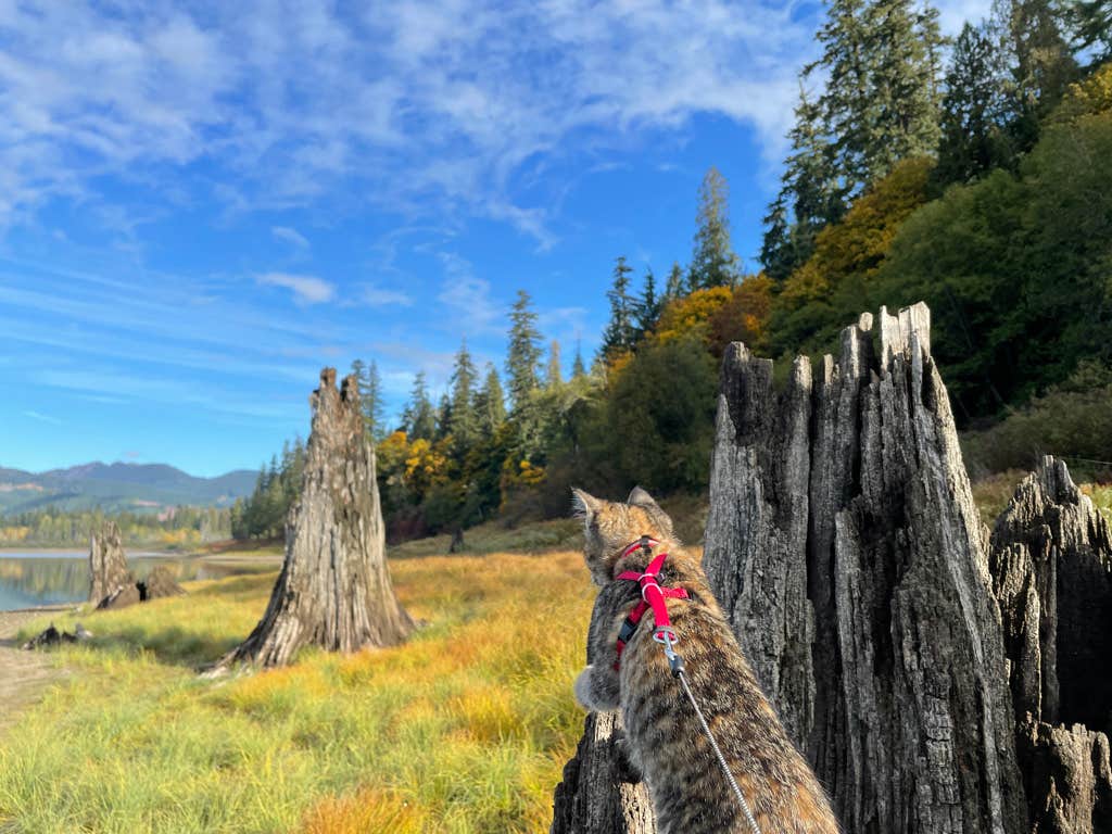 Camper-submitted photo at Merrill Lake Campground near Woodland, WA