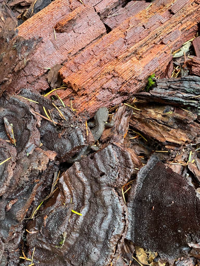 Camper-submitted photo at Merrill Lake Campground near Woodland, WA