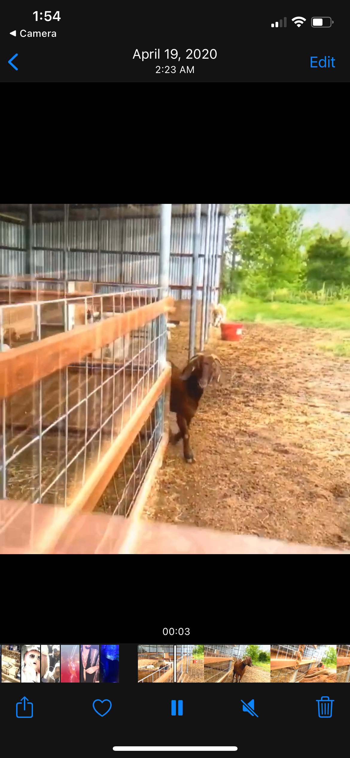 Rachel S.'s photo of camping with pets at Amazing Graze near Bastrop, TX