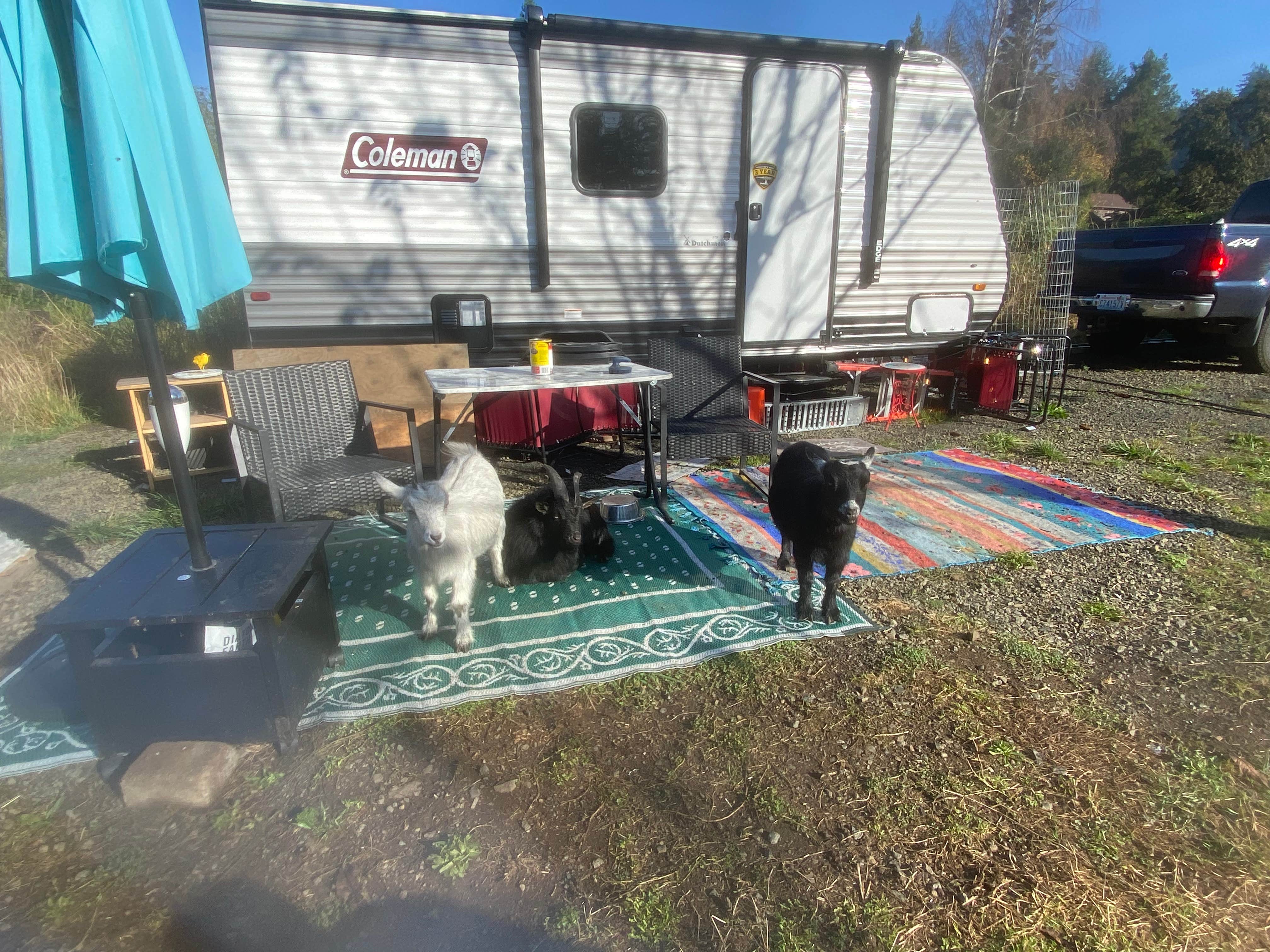 Camping near Lewis-Pacific Swiss Society: Pergrim Pharm, Raymond, Washington