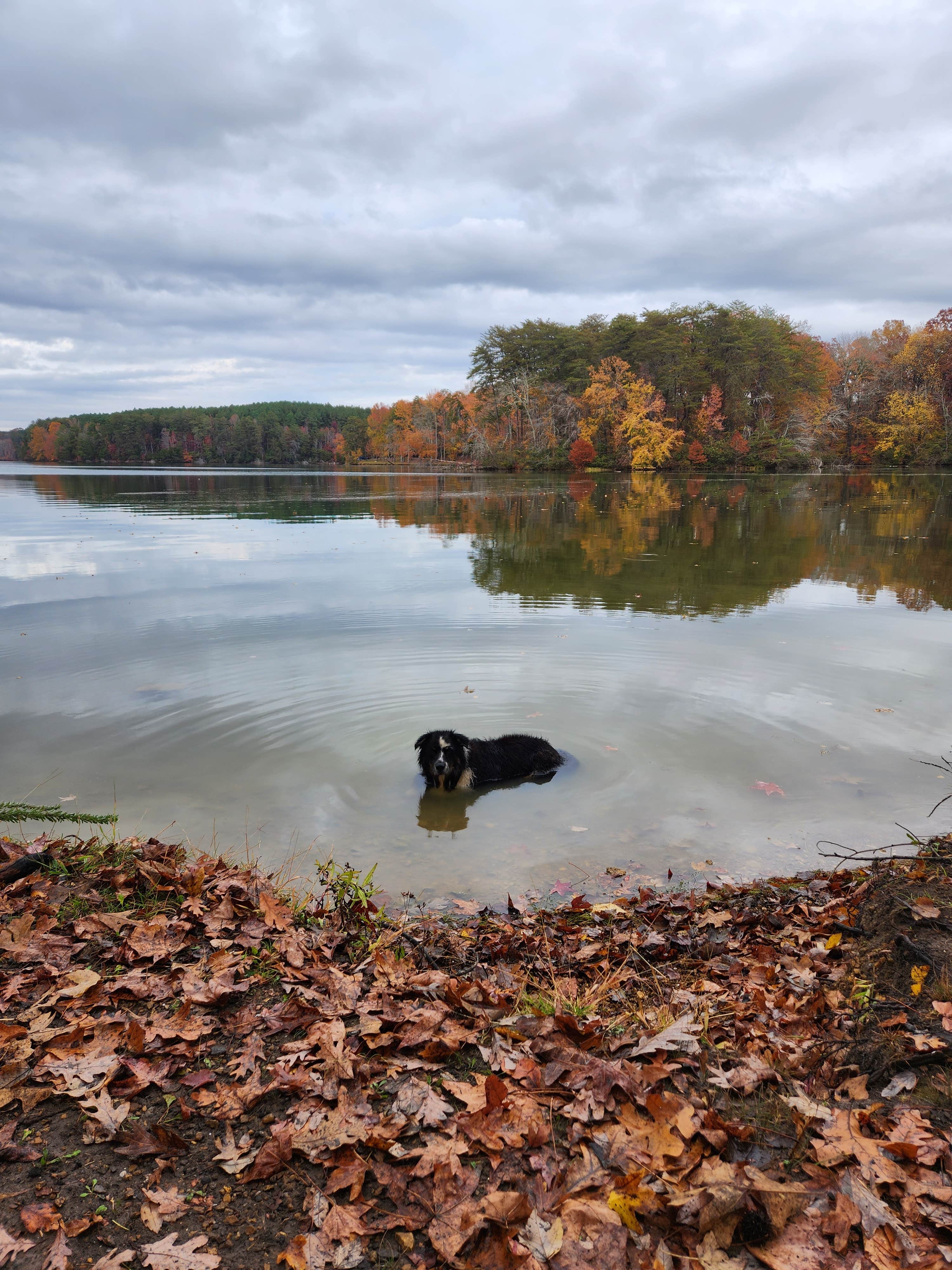 Chelsea H.'s photo of camping with pets at Jackson Island Dispersed Campground — Tennessee Valley Authority (TVA) near Sale Creek, TN