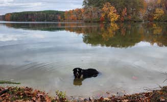 Chelsea H.'s photo of camping with pets at Jackson Island Dispersed Campground — Tennessee Valley Authority (TVA) near Kingston, TN