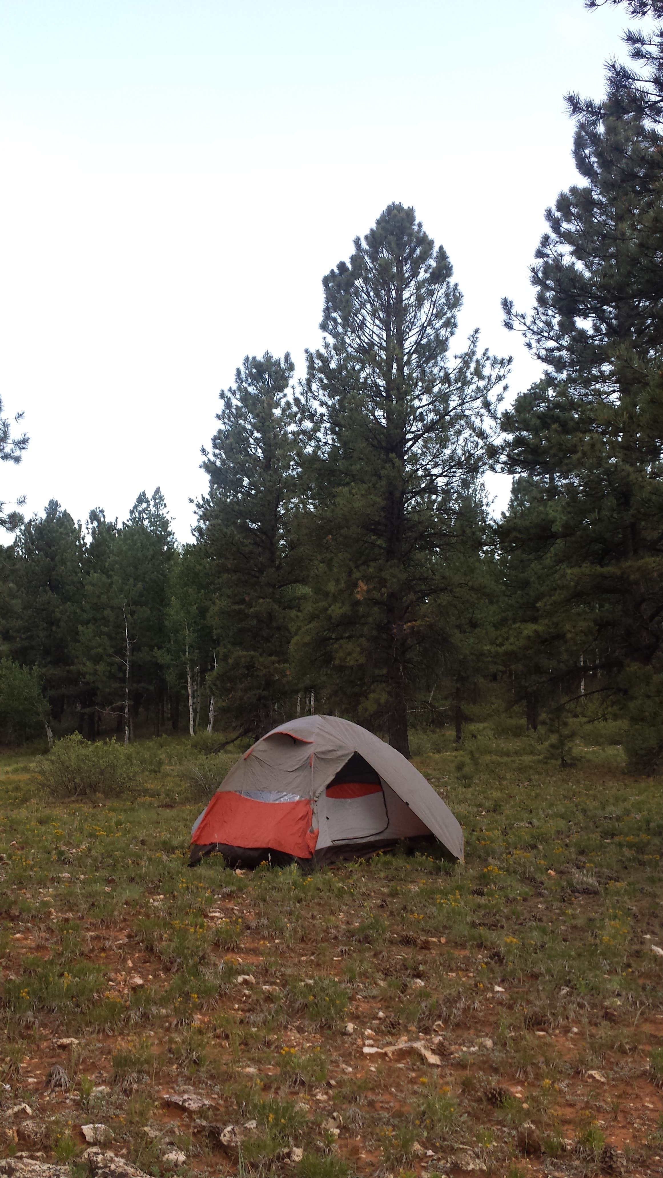 Jessica N.'s photo of a dispersed camping area at Uinta Flat Dispersed near Mount Carmel Junction, UT