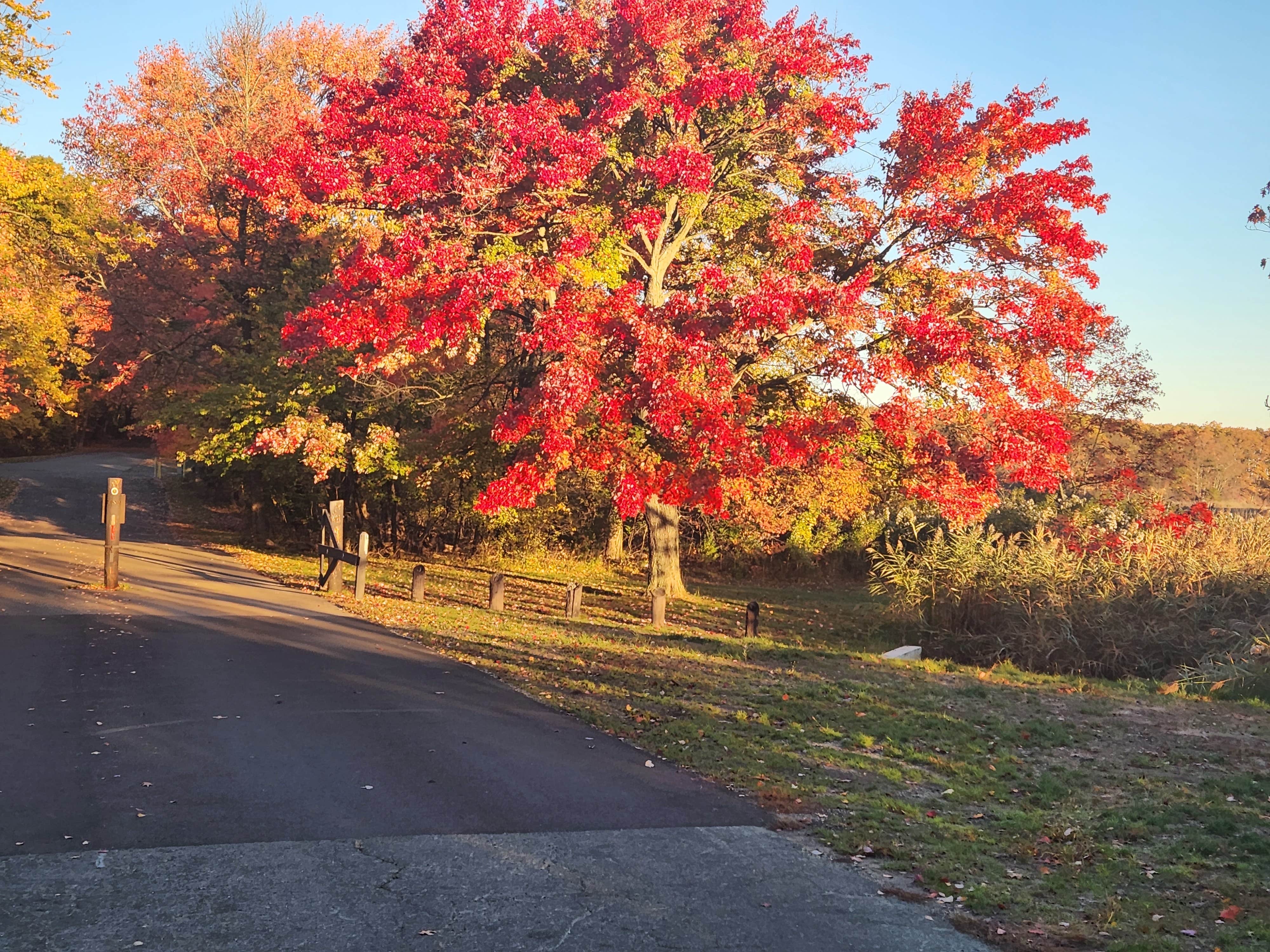 Camper-submitted photo at Cheesequake State Park Campground near Wall, NJ