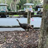 Review photo of Disney’s Fort Wilderness Resort & Campground by Shannon S., November 2, 2022