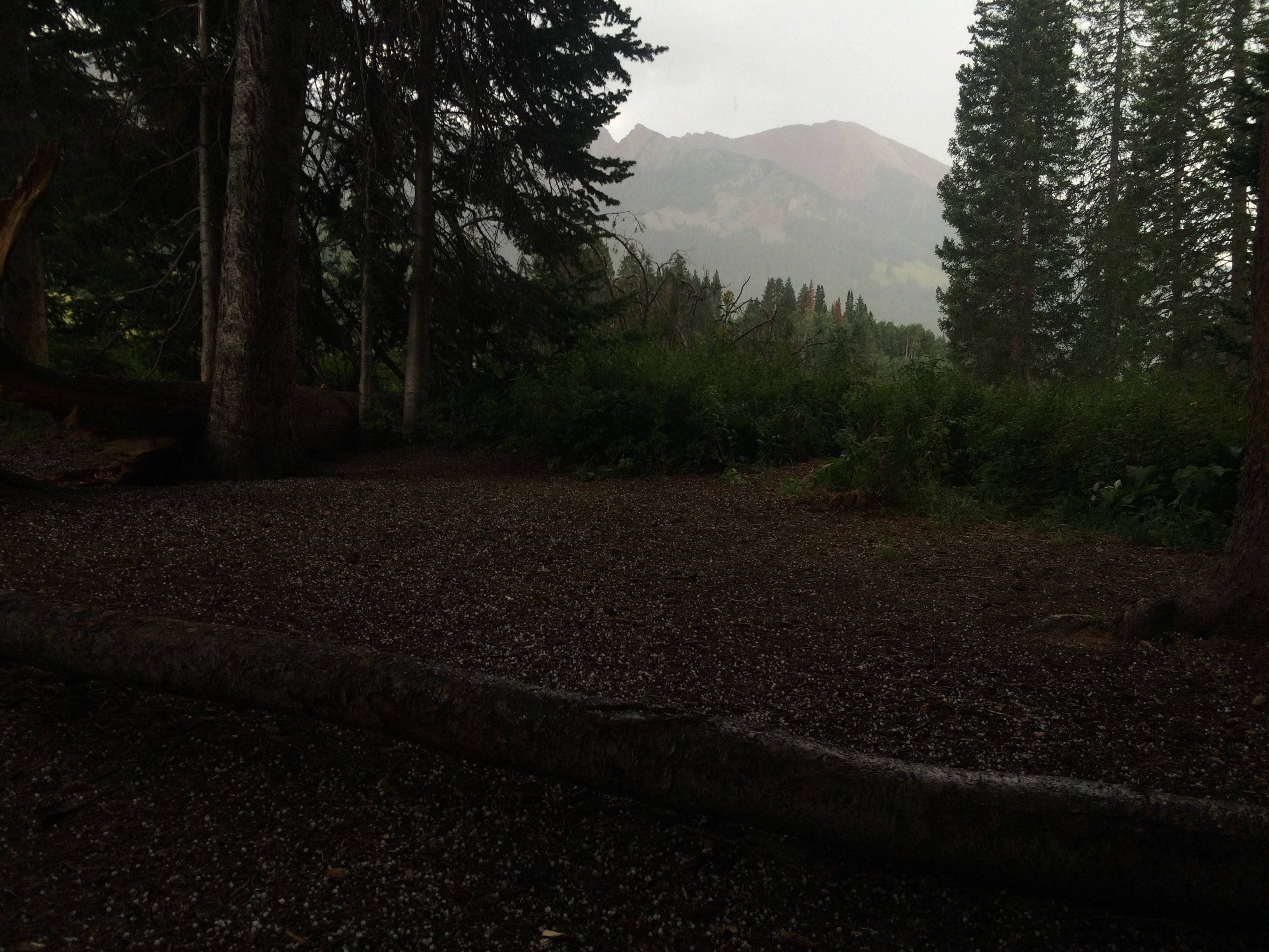 Camper submitted image from Gunnison National Forest Gothic Campground - 3