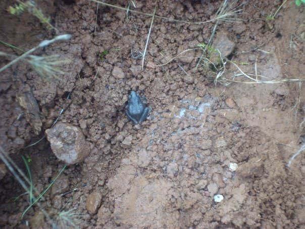 Camper-submitted photo at Spalding Pond Campground near Wilderville, OR
