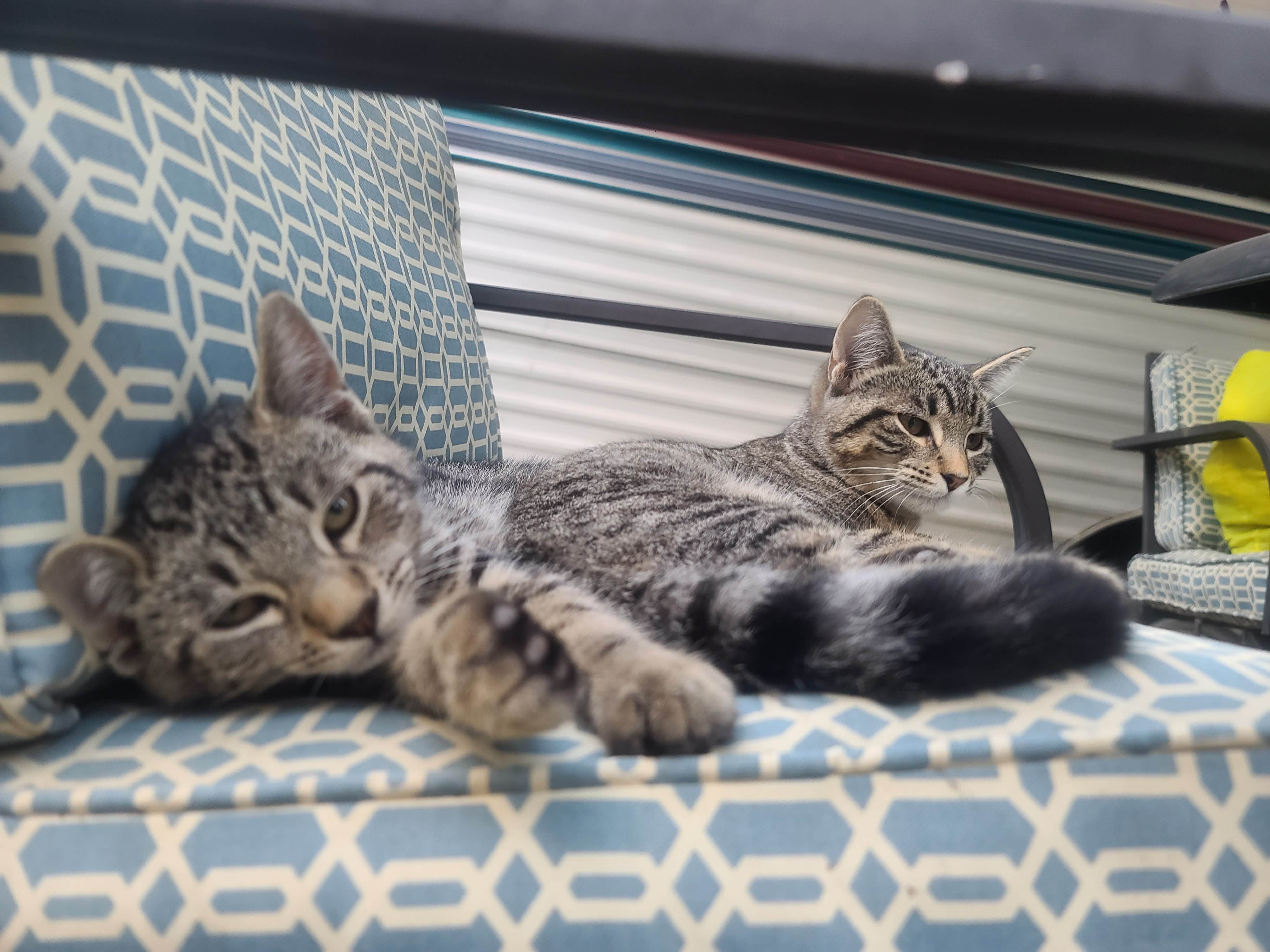 Ashley L.'s photo of camping with pets at The Little Farm near Tacoma, WA