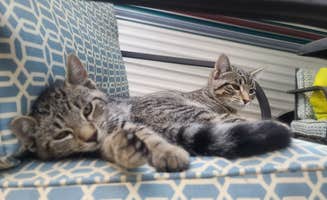 Ashley L.'s photo of camping with pets at The Little Farm near Federal Way, WA