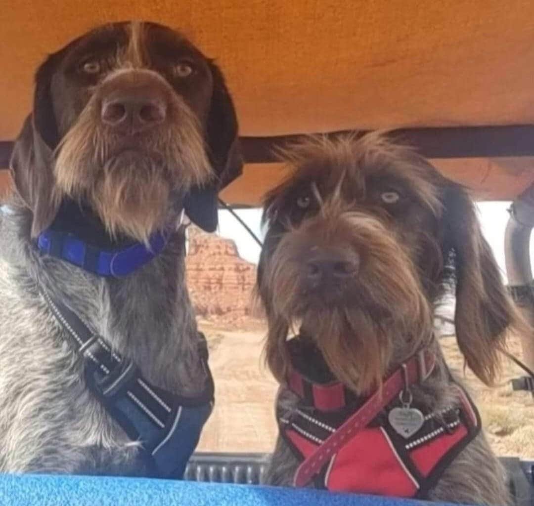 K C.'s photo of camping with pets at Calico Ghost Town near Yermo, CA