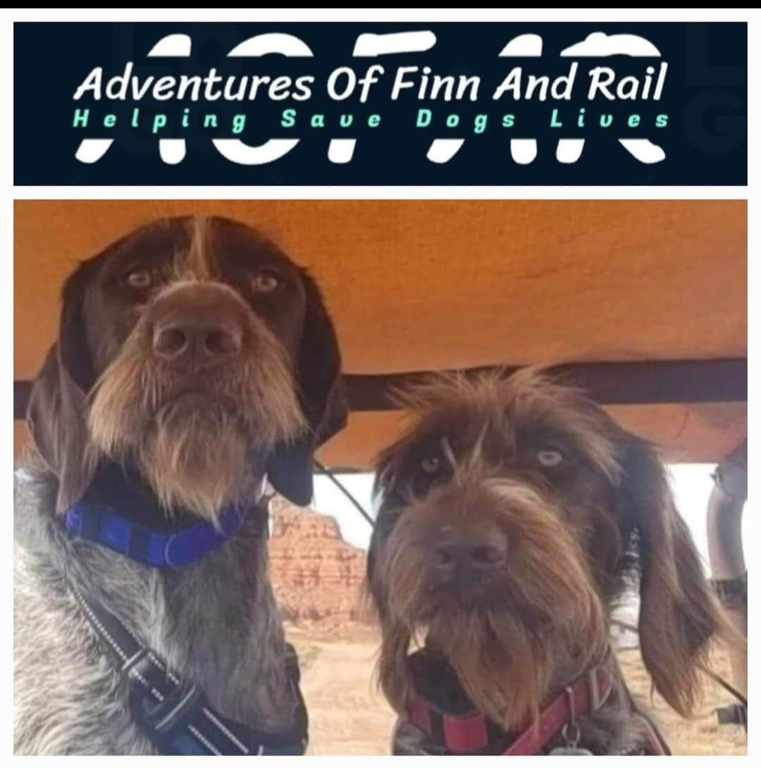 K C.'s photo of camping with pets at The Ledge Campground near Canyonlands National Park