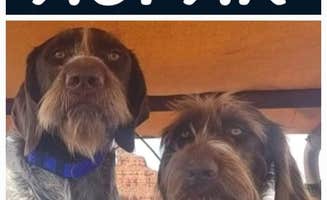 K C.'s photo of camping with pets at The Ledge Campground near Canyonlands National Park