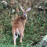 Review photo of Swains Lock Hiker-biker Overnight Campsite — Chesapeake and Ohio Canal National Historical Park by Crystal C., September 13, 2018