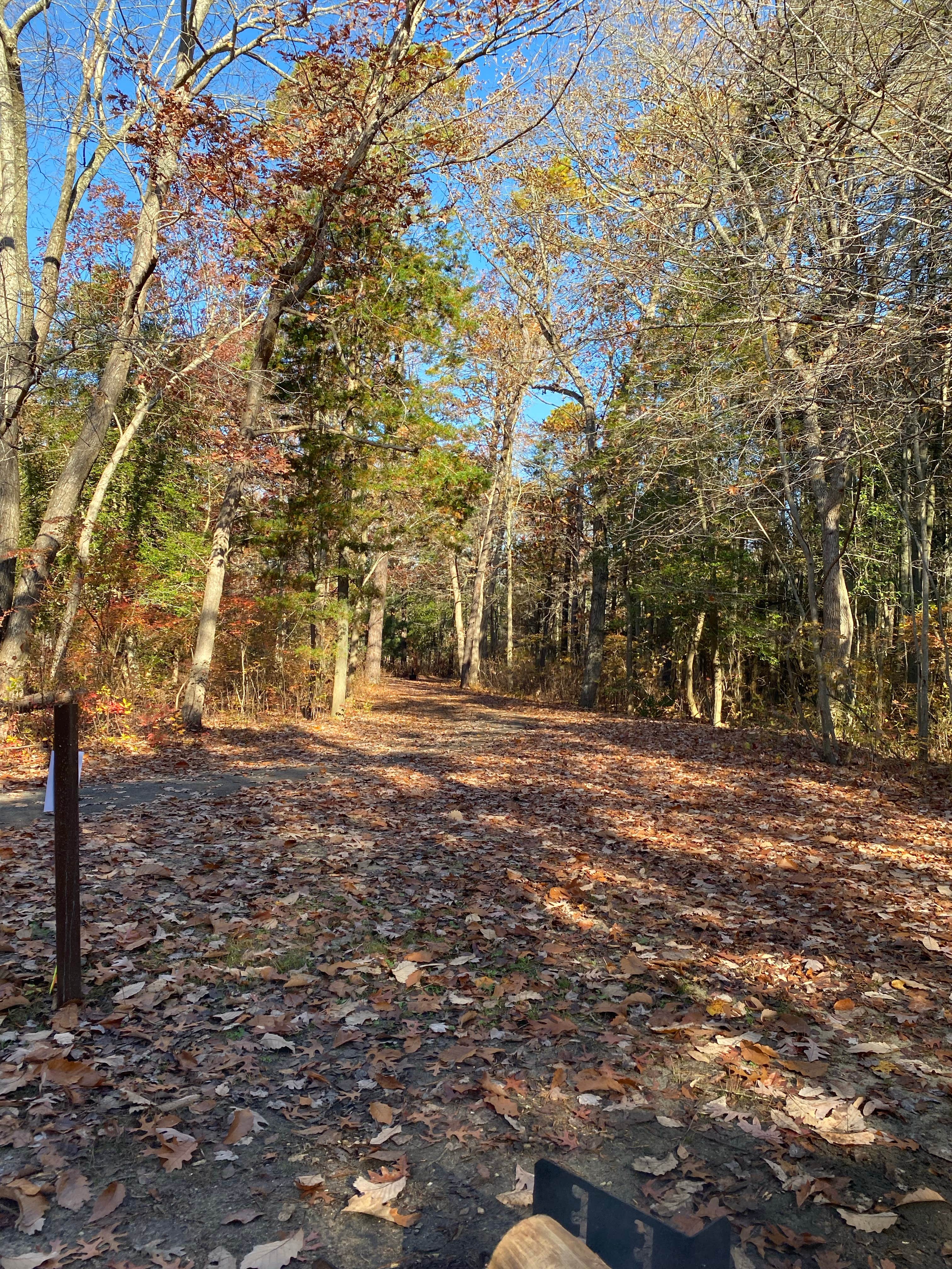 Camper submitted image from Belleplain State Forest - 4