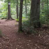 Review photo of Chittenden Brook Campground by M.A.D. P., November 3, 2022