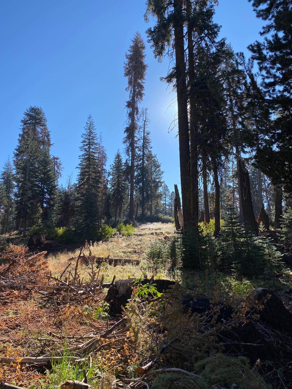 Camper-submitted photo at Western Big Meadow Road Camping Area near Kaweah, CA