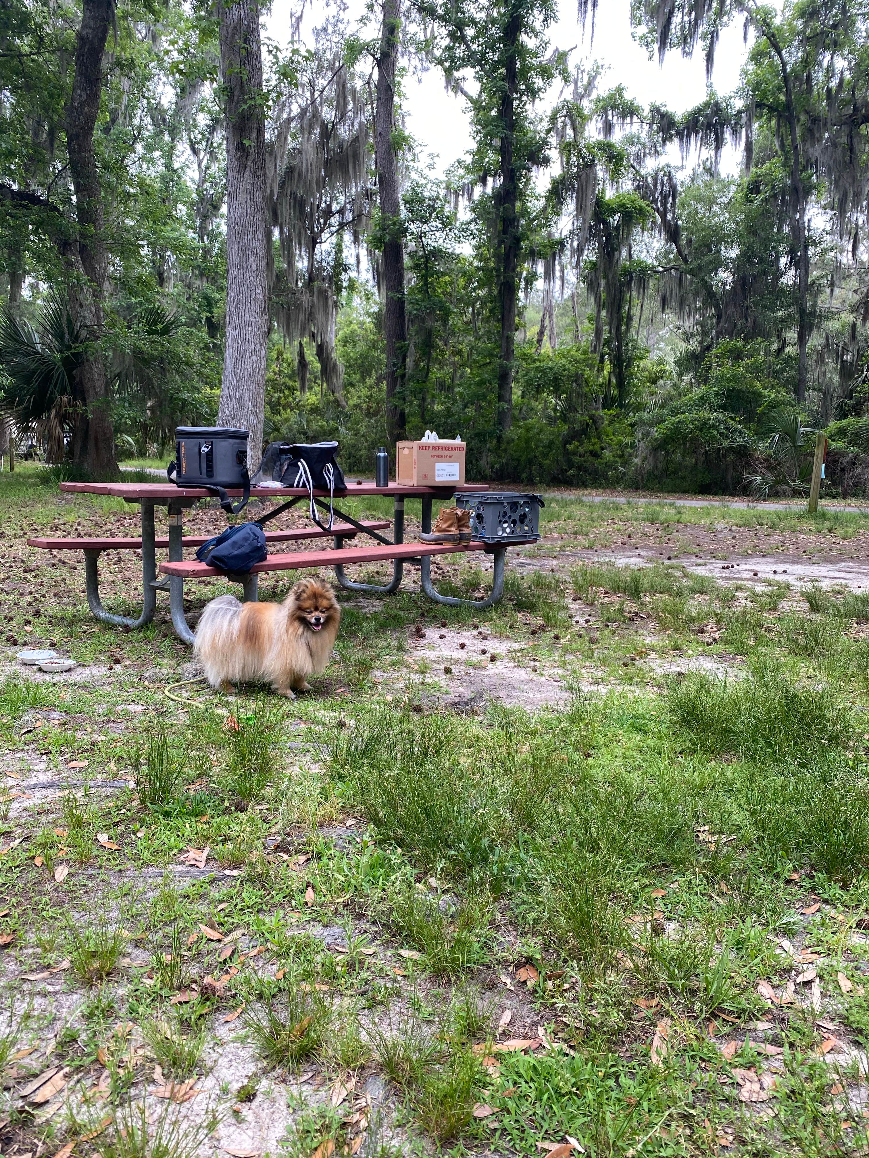 Lauren M.'s photo of camping with pets at Skidaway Island State Park Campground near Hilton Head Island, SC