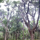 Review photo of Skidaway Island State Park Campground by Lauren M., November 3, 2022