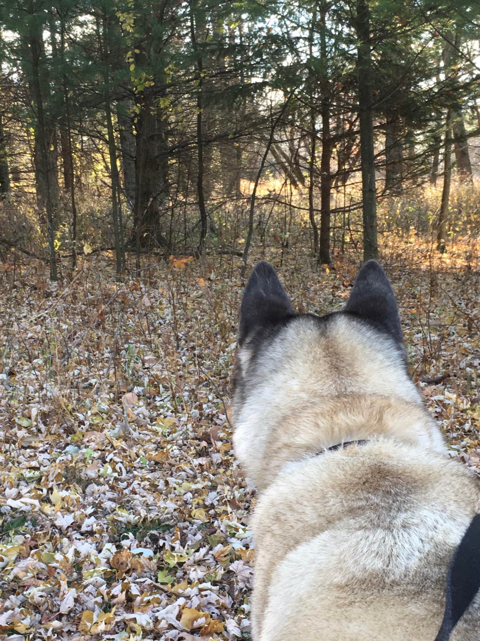 Lesley R.'s photo of camping with pets at Kettle Moraine South Camping — Kettle Moraine State Forest-Southern Unit near Fontana-on-Geneva Lake, WI