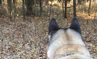 Lesley R.'s photo of camping with pets at Kettle Moraine South Camping — Kettle Moraine State Forest-Southern Unit near Waukesha, WI