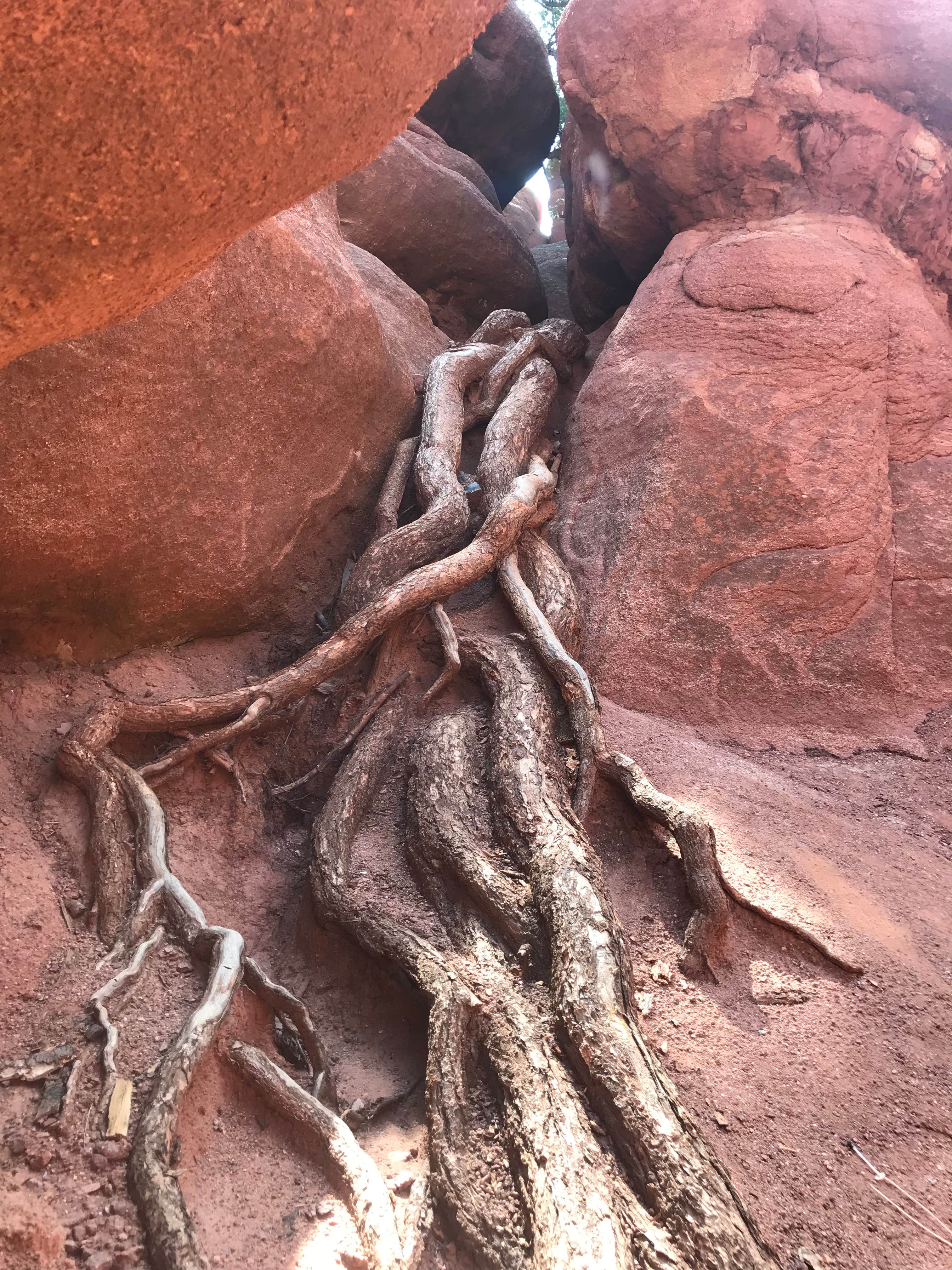 Nearby Red Rocks... trees adapt