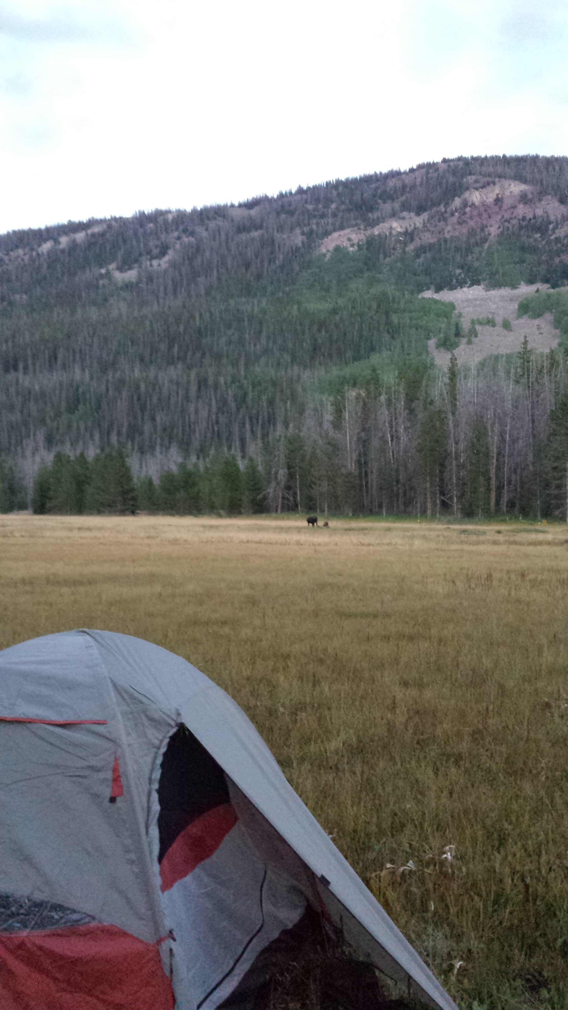 Camper submitted image from Uinta Dispersed Campsites - 3