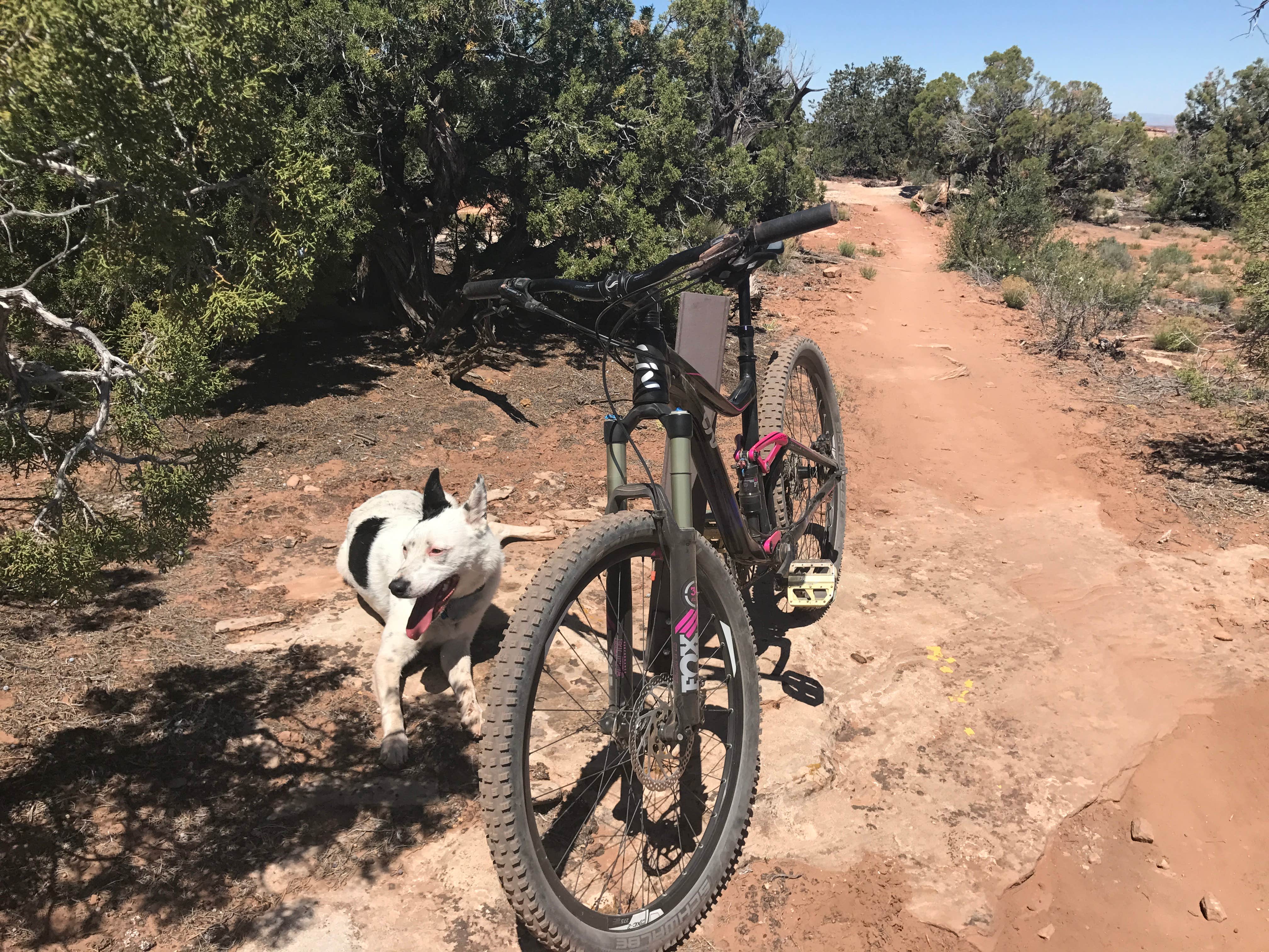 Sondra M.'s photo of camping with pets at Horsethief Campground near Canyonlands National Park