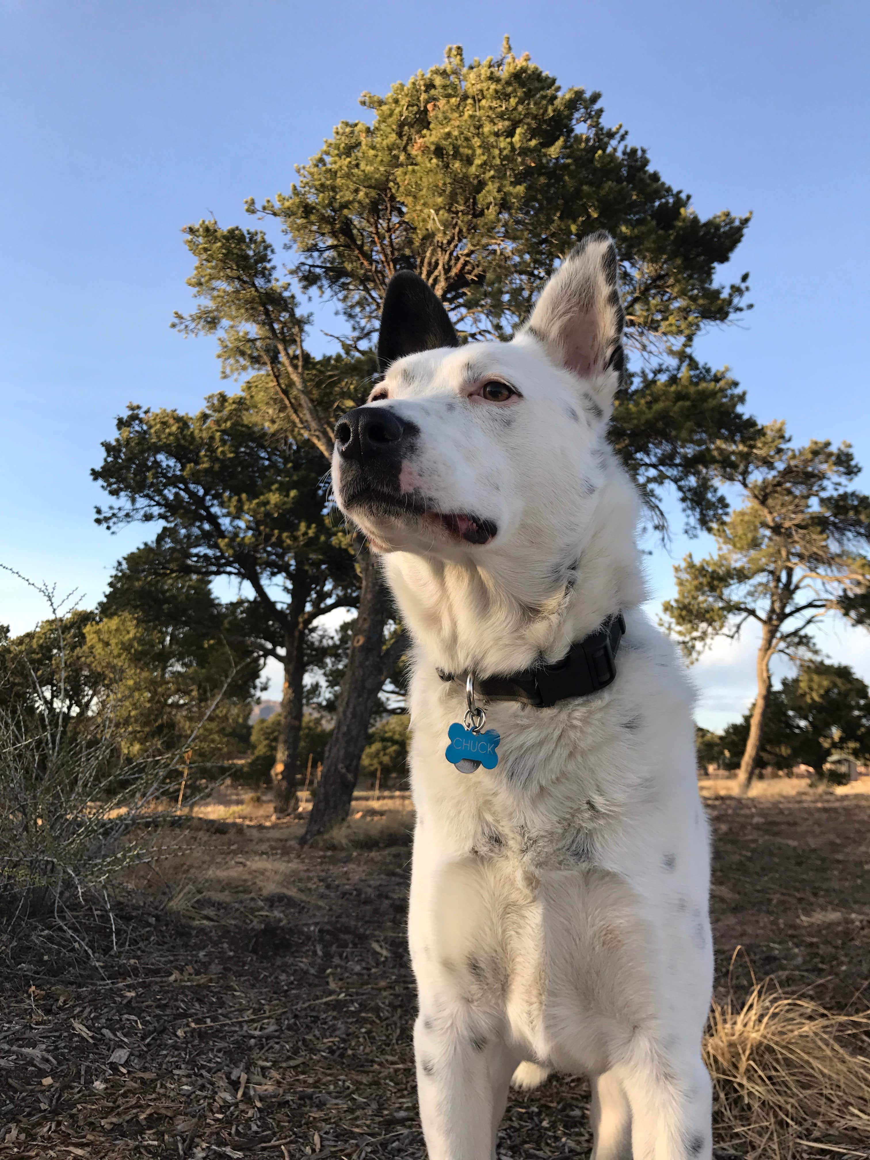 Sondra M.'s photo of camping with pets at East Ridge Campground in Royal Gorge near Westcliffe, CO