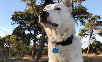 Sondra M.'s photo of camping with pets at East Ridge Campground in Royal Gorge near Cañon City, CO