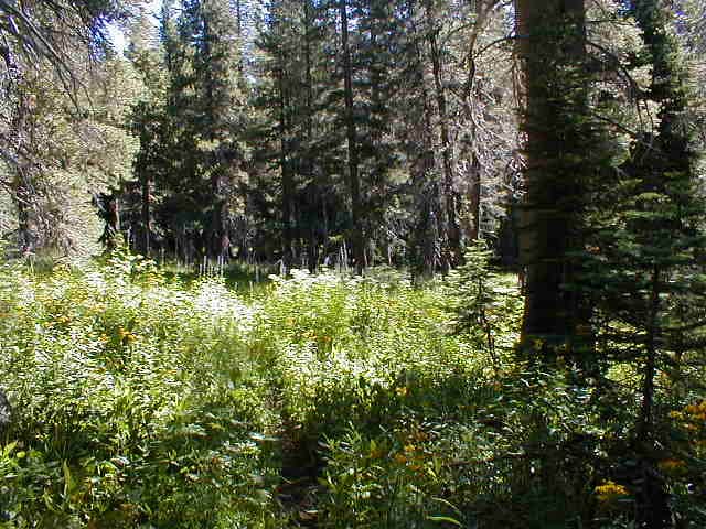 Camper-submitted photo at Monarch Lakes Backcountry Sites near Kaweah, CA